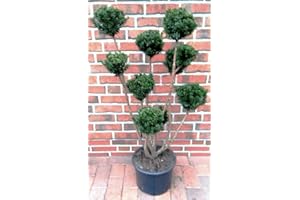 PFLANZEN BÖRING Eibe, Taxus media Hillii - Gartenbonsai, Höhe: 120-130 cm + Dünger