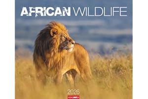 African Wildlife Kalender 2026: Die Tierwelt Afrikas in atemberaubenden Fotos festgehalten für einen großen Wandkalender. Foto-Kalender im Großformat 55 x 46 cm (Tierkalender Weingarten)