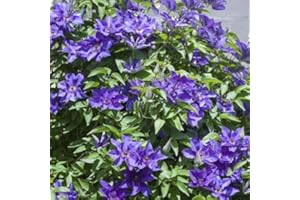 CLEMATISONLINE 3 x Clematis The President (Waldrebe-Kletterpflanze): 3 kaufen /2 bezahlen - Blau, Mehrjährig & Winterhart - Mehrjährige blühende Kletterpflanzen | 3 x 1,5 Liter Töpfe