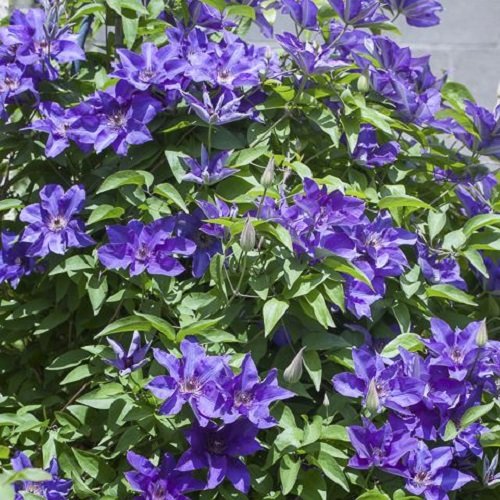 Clematis The President®, 1 Pflanze im 2 Liter Topf - 2