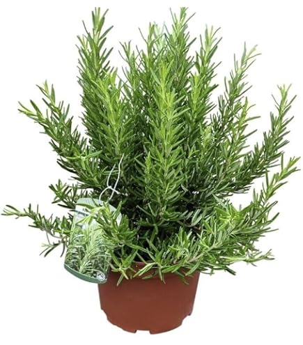 Hngender Rosmarin Prostratus  Kriechender Rosmarin im 3L-Topf |  Winterharte, immergrne & aromatische Kruterpflanze | Pflegeleicht fr  Garten, Balkon & Kche : Amazon.de: Garten