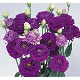 megcito Lisianthus Flower Seed (Milk, Dwarf) Blue Color - 5 Seeds
