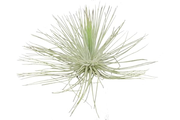 Tillandsia magnusiana XL