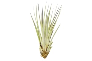 ALLTERRA Tillandsia fasciculata ca. 25 cm hoch