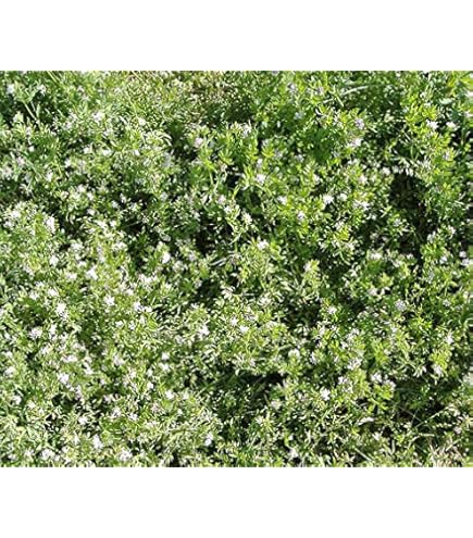 Anhaltiner Serradella 1 kg Saat einjhrig Grunddngung Zwischenfrucht fr  Haustiere geeignet : Amazon.de: Garten