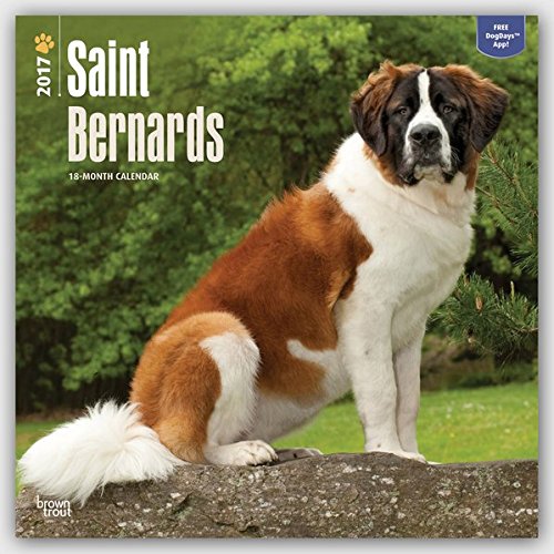 Saint Bernards - Bernhardiner 2017 - 18-Monatskalender mit freier DogDays-App: Original BrownTrout-Kalender [Mehrsprachig] [Kalender] (Wall-Kalender)