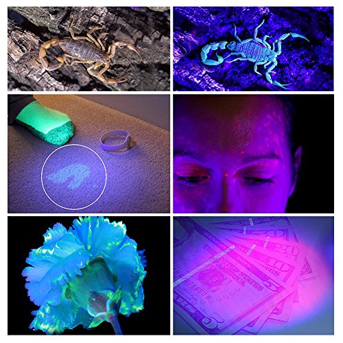 LEDGLE LED UV-Taschenlampe,UV-Beast/Pet/Urin-Finder,Fleck Detektor, schwarze Taschenlampe, 100 LED Perlen, mit Lanyard - 6