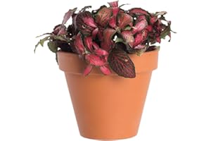 Planta Fittonia Natural en Maceta de CERÁMICA