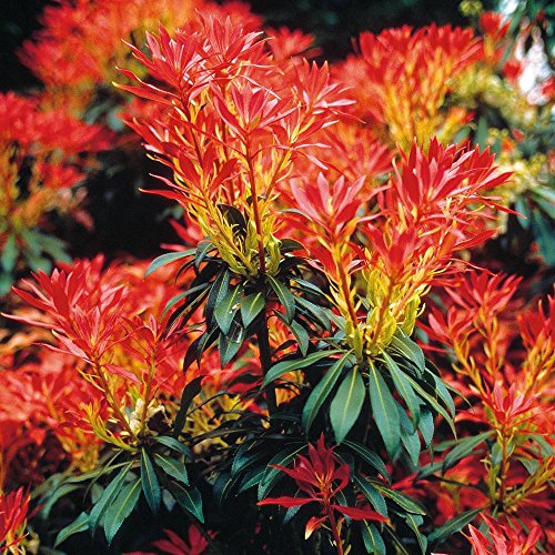 Pieris Forest Flame - 1 strauch