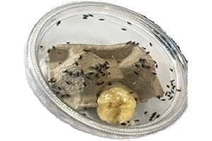 THE MEALWORM COMPANY LIVEFOODS DIRECT Flightless fruit flies