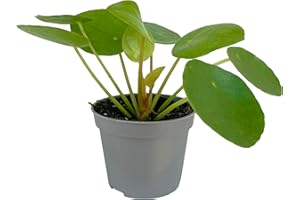 CLOUDS HILL SUCCULENTS Live Chinese Money Plant (Pilea peperomioides) Potted Lustrous Succulent House Plant (6cm Plastic Pot)
