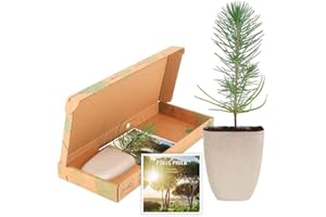 BloomPost Stone Pine with 3D-printed Jar, 15 cm Size - Letterbox Tree - Real Indoor Tree - Grow it Yourself - Perfect for Birthdays, Anniversaries and Thank You Gifts