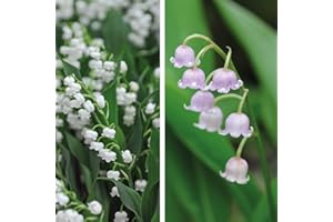 Thompson & Morgan Perennial Plant Outdoor Flower Lily of The Valley Pink & White Ideal for Ground Cover, Scented Gardens, Woodland Garden (Lily of The Valley Collection 10 Pips)