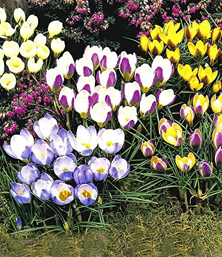 BALDUR-Garten Wildkrokusse, Botanische Krokusse Prachtmischung, 100 Zwiebeln, Crocus chrysanthus Mix - 2