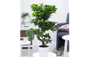 BALDUR-GARTEN GMBH BALDUR Garten Zimmerbonsai Ficus "Ginseng" ca. 50-60 cm hoch;1 Pflanze Luftreinigende Zimmerpflanze, unterstützt das Raumklima, Feigenbaum Zimmerpflanze, mehrjährig - frostfrei halten