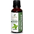 Holy Basil (Tulsi) Oil (Ocimum Sanctum Syn O. Tenuiflorum) Essential Oil 100% Pure Natural Undiluted Uncut Therapeutic Grade Oil 8.45 Fl.OZ