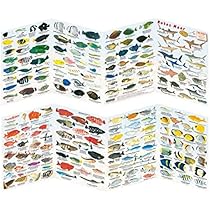Sub-base Fischbestimmungskarte Rotes Meer – Faltb Produktbild-Vorschau 12