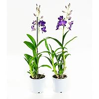 Orchideen von Botanicly – 2 × Dendrobium Sa-Nook – Höhe: 55 cm, 1 Trieb