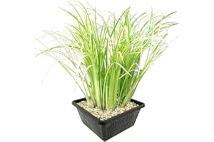 vdvelde.com - Kalmus 4er Set, Winterhart - Acorus calamus Variegatus - Inklusive Pflanzkorb Set - Teichkorb, Teichpflanzen Lehm, Wasserpflanzen dünger und Bedeckung Kies - Van der Velde Wasserpflanzen