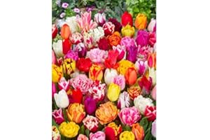 THE GREAT BRITISH BULB COMPANY 30 x Surprise Mixed Tulips Bulbs - Spring Flowering Bulb - Bulb Size 10/11
