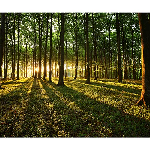 decomonkey Fototapete selbstklebend Wald 245x175 cm Selbstklebende Tapeten Wand Fototapeten Tapete Wandtapete klebend Klebefolie Landschaft Baum Natur