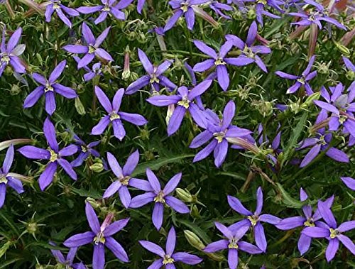 Isotoma Axillaris Blue Star Creeper Creeping/Trailing Plug Plants Pack x6
