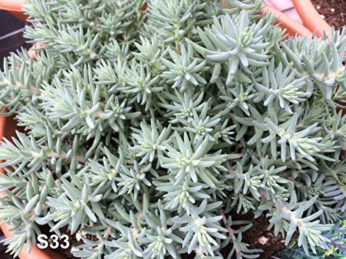 Sedum, Stone Crop Alpine Sempervivum Hens &amp; Chicks mixed 9cm Pot (Sedum Sediforme Silver S33, 1 Plant)