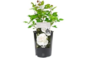 GARDENERSDREAM Silver Wedding Rose - 25th Wedding Anniversary - Help Celebrate a Special Couple's Silver Anniversary with a Unique Living Plant Gift