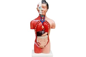 Anatomie Körper Anatomisches Modell Torso Puppe Frau Körpermodell Weiblich mit Organe 45 cm menschlicher Koerper mit 13 Teile Human Anatomy Model Organ MedMod