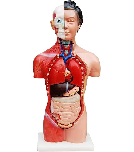 Set Di 8 Modelli Di Organi Umani - Cervello, Cuore, Fegato E Altri - Realistici E Dettagliati Per Educazione Scolastica E Decorazioni Horror Di Halloween