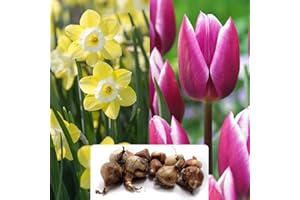 BOTANICAL BLISS Garden Grace Collection: 10 Stunning Spring Flowering Bulbs – Vibrant Violet-Blue & Bright Yellow Narcissus and Tulips – Perfectly Adapted for The UK Climate – Create a Beautiful Garden!