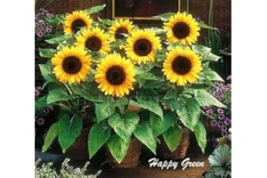 HAPPY GREEN SHOP Sunspot - Dwarf Sunflower - 50 Seeds + Plant tag + Freebie Helianthus Annuus Yellow Ornamental Flower