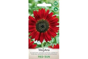 WegAna Red Sun Sunflower Seeds Large Red 2g, Plantas Anuales Flores de Verano, Plantas de Jardín Plantas de Balcón, Semillas de Flores, Semillas de Flores, Imán para las Abejas