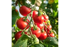 THOMPSON AND MORGAN SEEDS Tomato 'shirley'