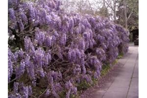 Tree Seeds Online - Wisteria Sinensis (Blue) Chinese 2 Large Seeds - 2 Packs