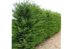 MUELLER MUENCHEHOF PFLANZEN GMBH Leyland-Zypresse im Cont. 100-125 cm