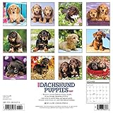 Image de Just Dachshund Puppies 2017 Calendar