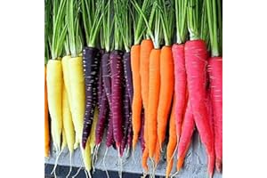 Saterkali Semi di carota arcobaleno, 800 pezzi di carota arcobaleno misti nutrienti Pianta da orto facile da coltivare Semi Di Carota