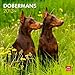 Dobermans 2013 - Dobermann - Original BrownTrout-Kalender by 
