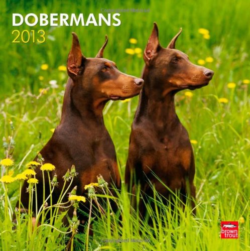 Dobermans 2013 - Dobermann - Original BrownTrout-Kalender