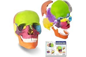 EVOTECH SCIENTIFIC Mini modelo de cráneo humano, modelo de anatomía didáctica en 15 partes del tamaño de una palma, cráneo estallido, aprendizaje de educación médica, crianza de los niños, colorido