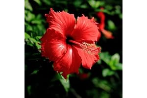 Benoon Semi 100 Pz/Borsa Semi Di Ibisco Piante Fiorite Rare Semi Di Fiori Paesaggistici Giganti Per Giardino Semi di ibisco