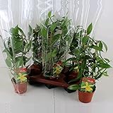 Calathea pflanze