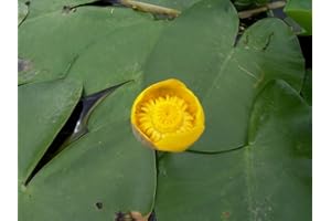 WFW WASSERFLORA Einheimische Gelbe Teichrose/Nuphar Lutea (luteum) im 9x9 cm Topf