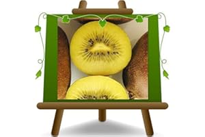 EURO PLANTS VIVAI Actinidia - Kiwi Pollinisateur mâle pour kiwi jaune Jinfeng sur pot : ø 20 cm Hauteur 170 cm - Âge : 2 ans.