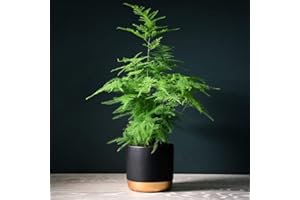 THOMPSON & MORGAN Asparagus Fern Plumosus Indoor House Plants Ligth Fern-Like Foliage Climbing Plant Perfect for Table Tops and Windowsills 1 x 13cm Pots Asparagus Fern Plumosus