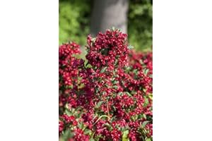 Weigela 'Eva Rathke' 60-100 cm - Weigelie, karminrote Blüten, Blütezeit Mai-Juni, ideal für Hecken und Rabatten, bienenfreundlich, pflegeleicht