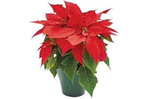PLANTSHACK Poinsettia Red Real Plant Christmas 1L Pot