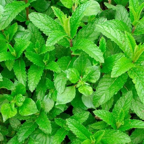 Mentha spicata - Grüne Minze - 250 Samen