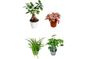 I Giardini di Giulia | Kit de 4 Plantes Vertes pour Terrarium à Faire Soi-Même | Ficus Ginseng Mini, Fittonia, Fougère, Hedera | Plantes Vivantes d’Intérieur Faciles à Entretenir (Fittonia rouge)